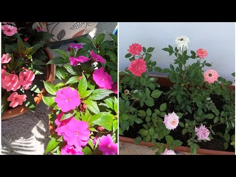 Vídeo: Jardim De Flores Em Casa