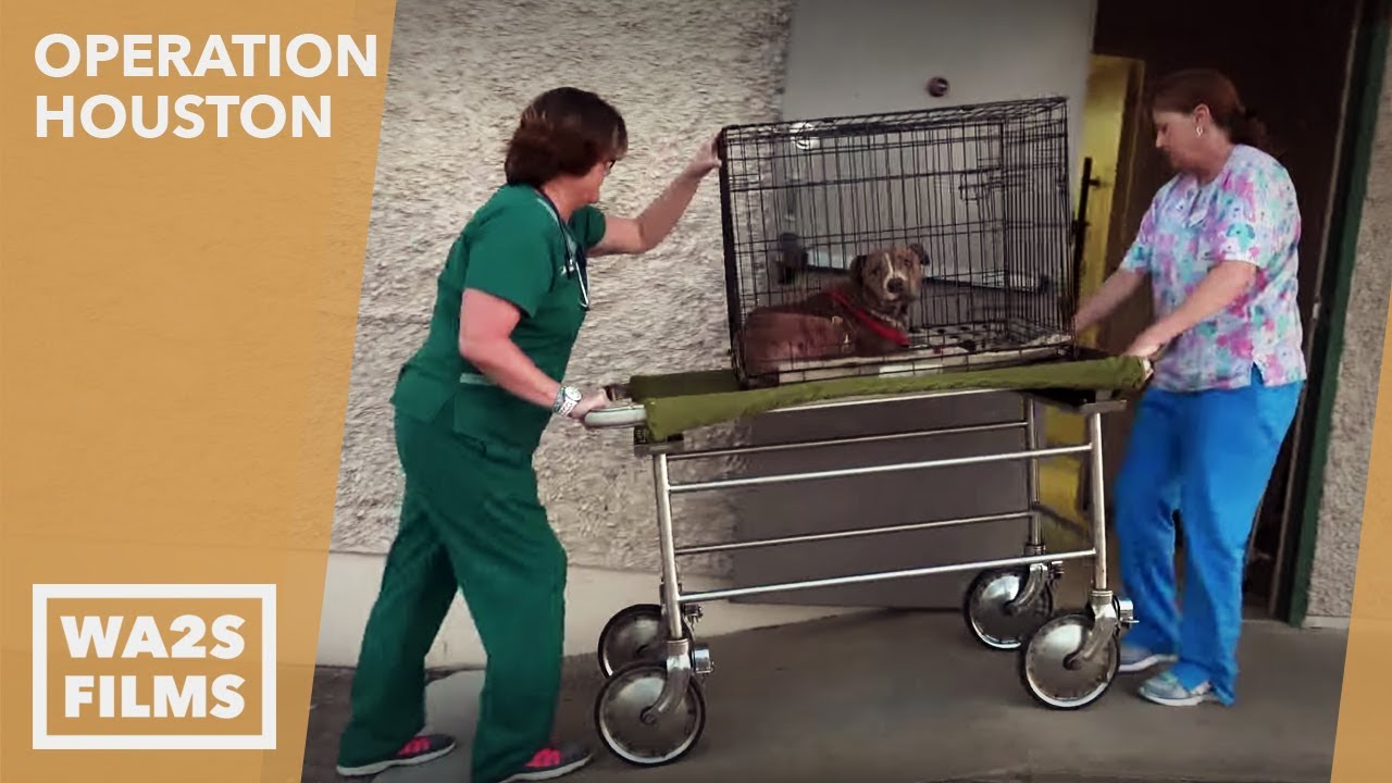 puppy paradise Miraculous Recovery of mOma the Dog-Fighting Breeder Dog! Hope For Dogs | My DoDo