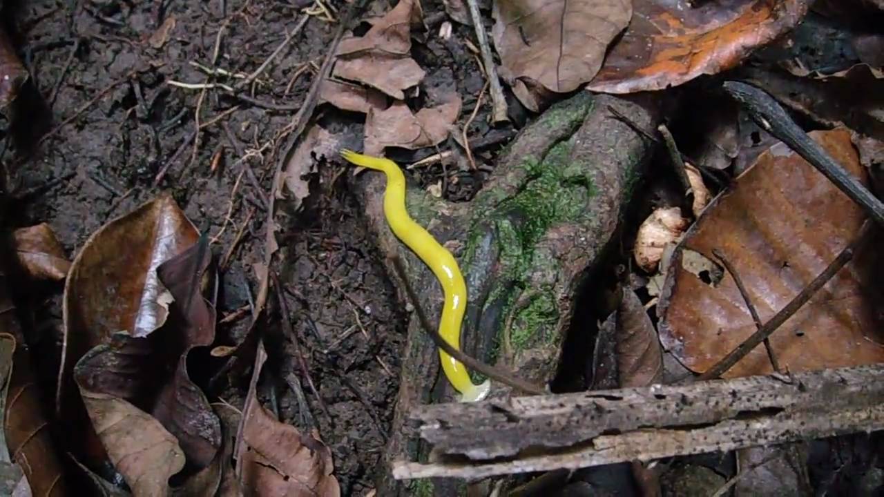 yellow hammerhead worm YouTube