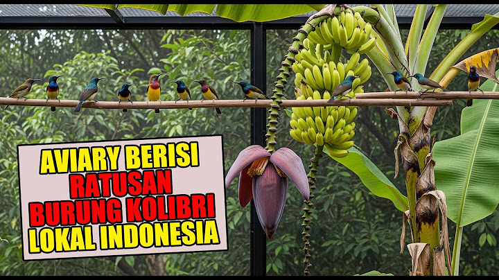 AVIARY BERISI RATUSAN BURUNG KOLIBRI INDONESIA, ADA KONIN, SOGON, KORLAP, KOLIBRI MERAK - BISA !!
