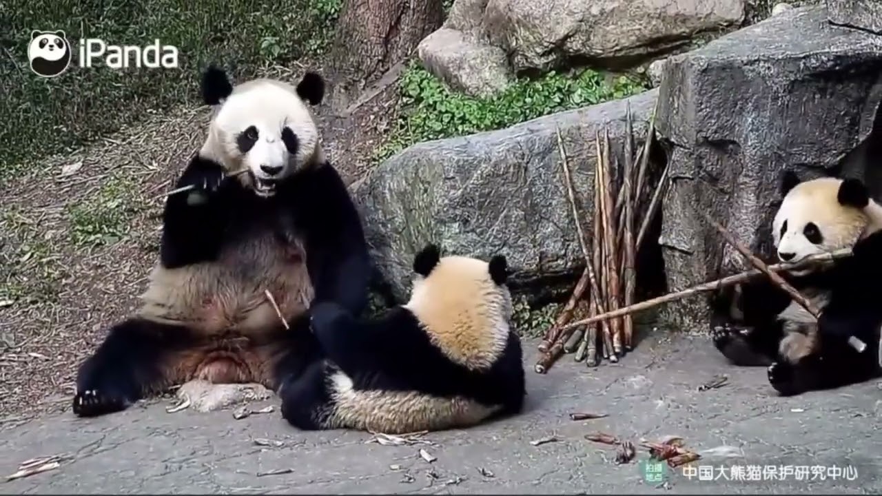 241205 Pan Wang & Cubs Dining Game -CCRCGP (FB 2200)