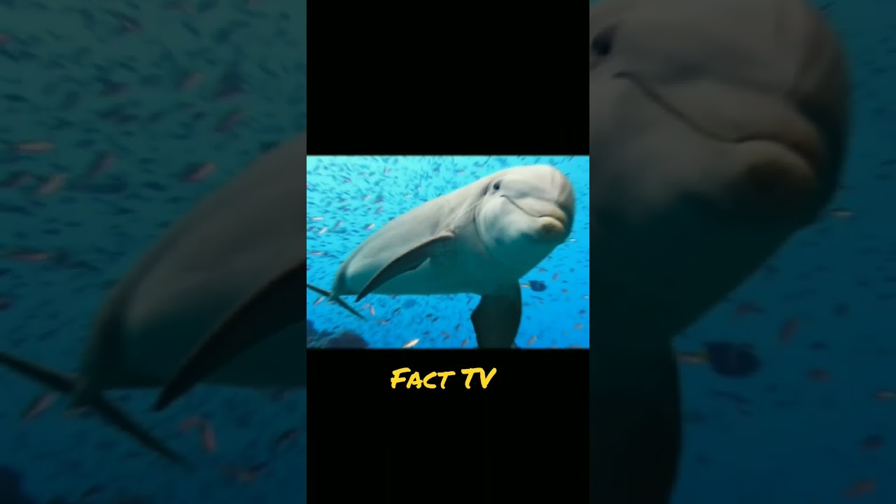 top 5 amazing facts😱/in treating facts 