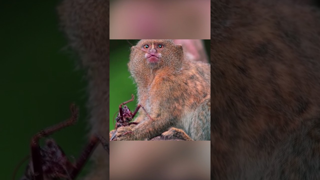 Территориальные битвы. Жизнь карликовых игрунок