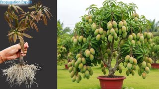 super special breeding technique; no cost involved, mango breeding
