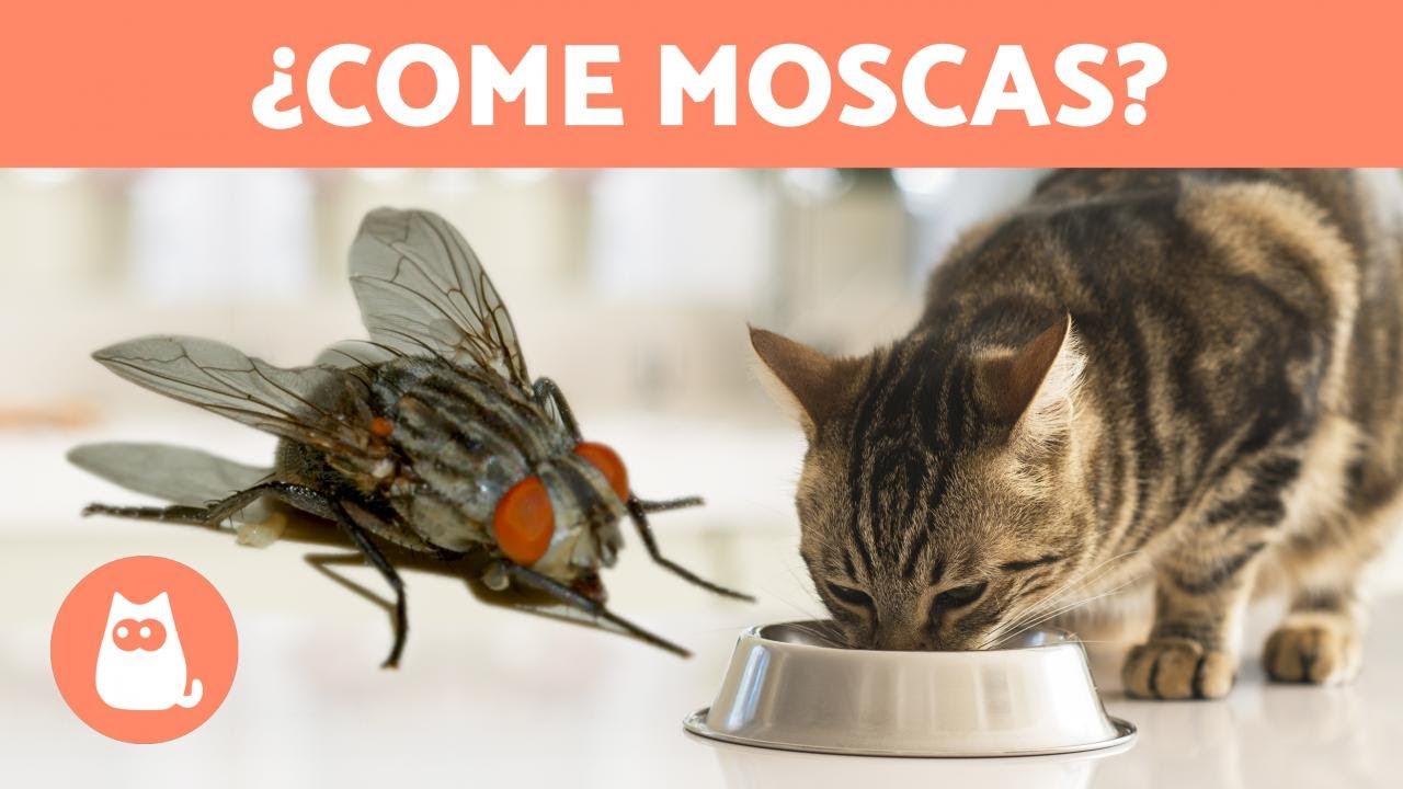 Mi GATO se COME las MOSCAS 🐱 ¿Es malo?
