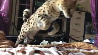 Прыжок Сервала питомник SoulCats🐾 Прыжок Сервала питомник SoulCats🐾