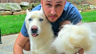 Husky Bath