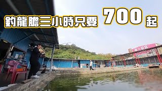 【老蟹愛釣魚】釣龍膽開單三小時最便宜只要700塊，新手練功的好地方