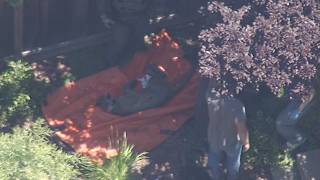 Wildlife officials immobilize mountain lion found in Redwood City, CA yard