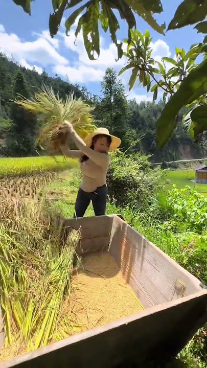 Download lagu The anticipation of sowing a single grain of millet in spring and the difficulty of reapin