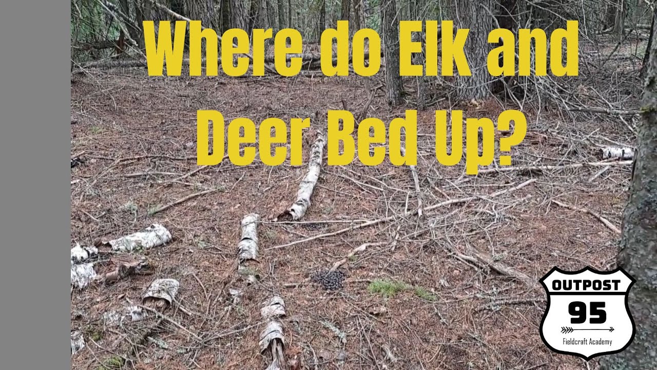Where do Elk and Deer Bed? YouTube