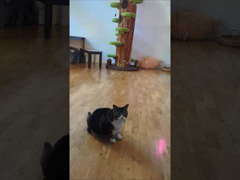 his favorite ball #adoptstrays #catshorts #tiktok猫 #cutekawaii #neko #pets #adorable #tabby #fluffy