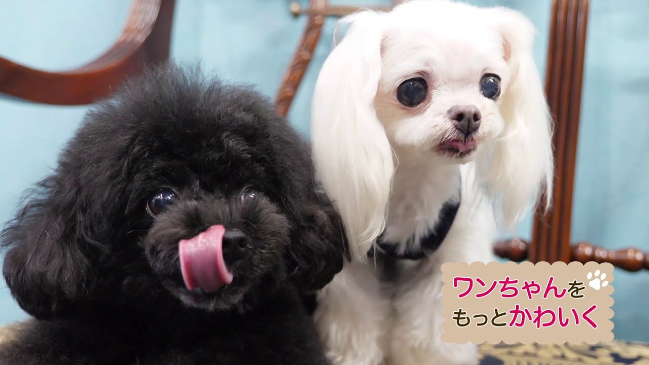 犬の美容室いちご 名古屋市中川区 名古屋市中村区 名古屋市中川区 名古屋市中村区にある犬の美容室いちご トリミング