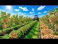 Industrial Almond Tree Cultivation Process from Seedling to Harvest