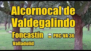 Alcornocal de Valdegalindo - Foncastín (Valladolid)