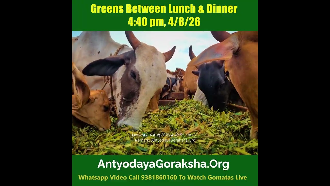 [04 Aug 2026] Desi Cows Munch on Green Grass between Lunch & Dinner