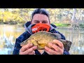 Yellowbelly Crayfish and Murray cod fishing in the Ovens River