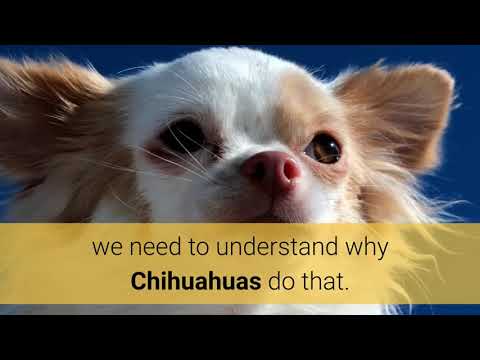 chihuahua bark a lot