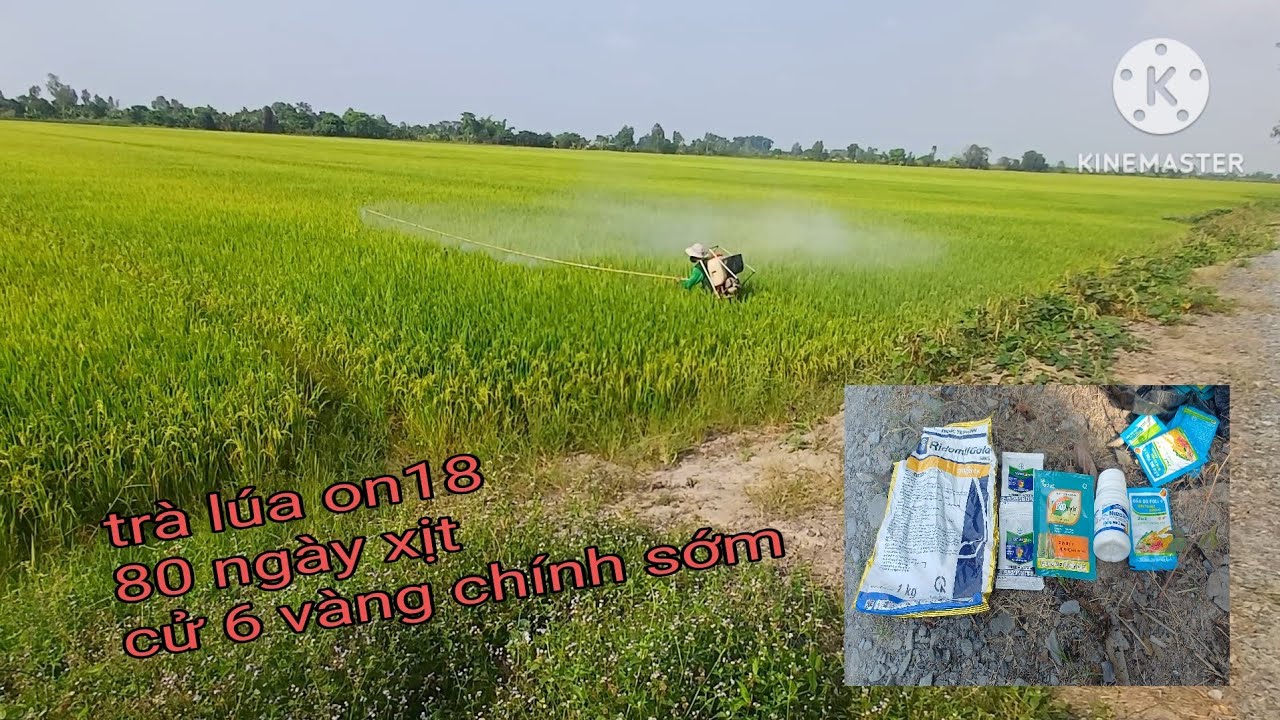 Cử cuối siêu to hạt vàng chính sớm lúa on18 80 ngày vụ đông xuân 