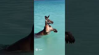 A Rare footage of Kangaroo swimming #kangaroo #swimming #shorts