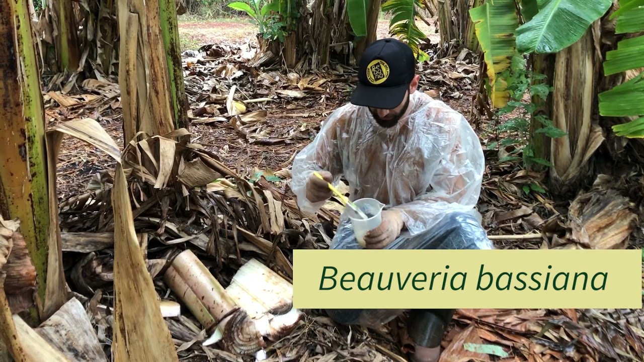 Moleque da Bananeira - Como Preparar Armadilha