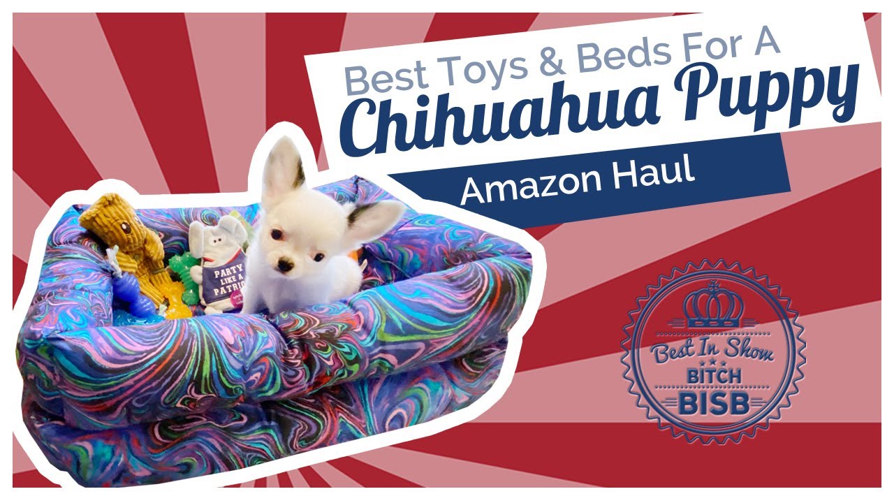 What are the Best Toys, Treats and Beds for Chihuahuas and Small Dogs -  Puppy Haul 