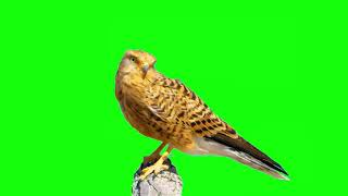 Green screen burung