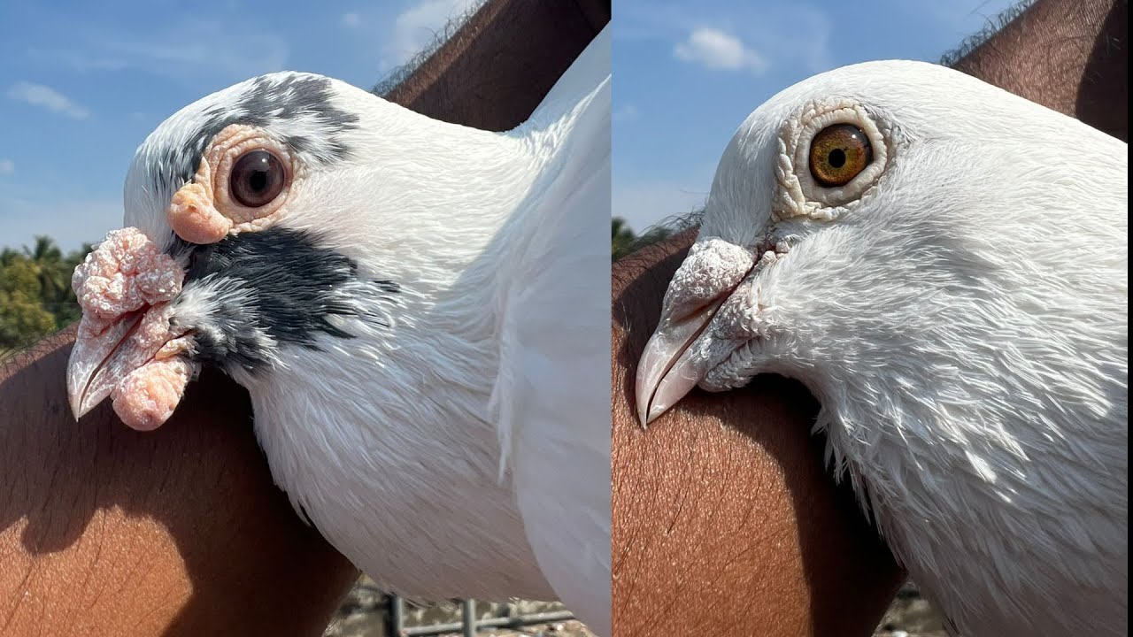 ഹെവി പറവകളുമായി ഒരു കിടിലൻ വീഡിയോ 😍🤩🕊🕊