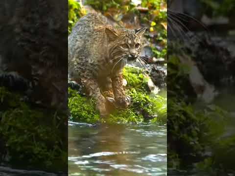 باب کت وحش نما   باب کت