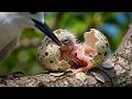 Full Life Cycle ⚠️🐣 White Tern Chick Survival Without A Nest | Life of Wings