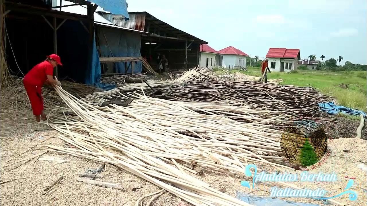 drying rattan_IG_andalasberkahrattanindo YouTube