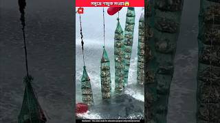 how oysters are cleaned in the ocean! 😱