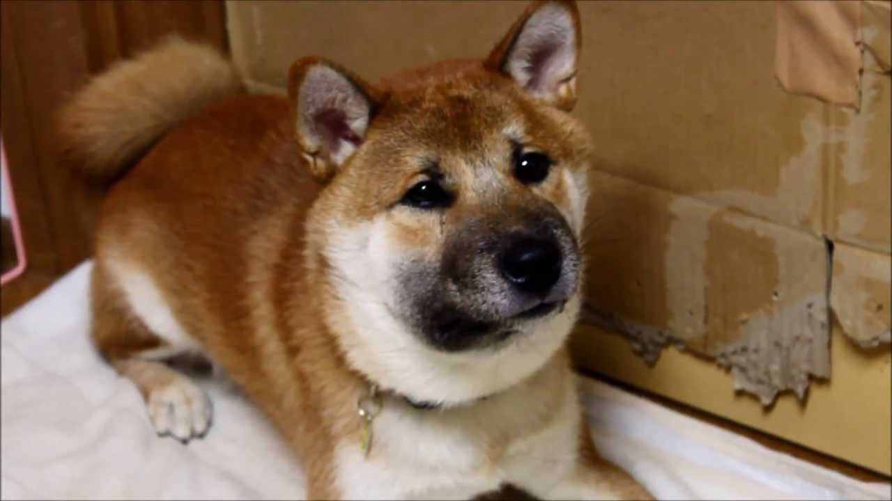 蛇 に 噛ま れ た 犬