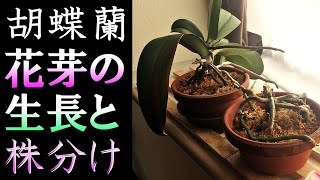 贈答 で贈られた 胡蝶蘭 花芽が出たその後 株分けなどの栽培レポート２ あなたの蘭を見せてください 10 Youtube