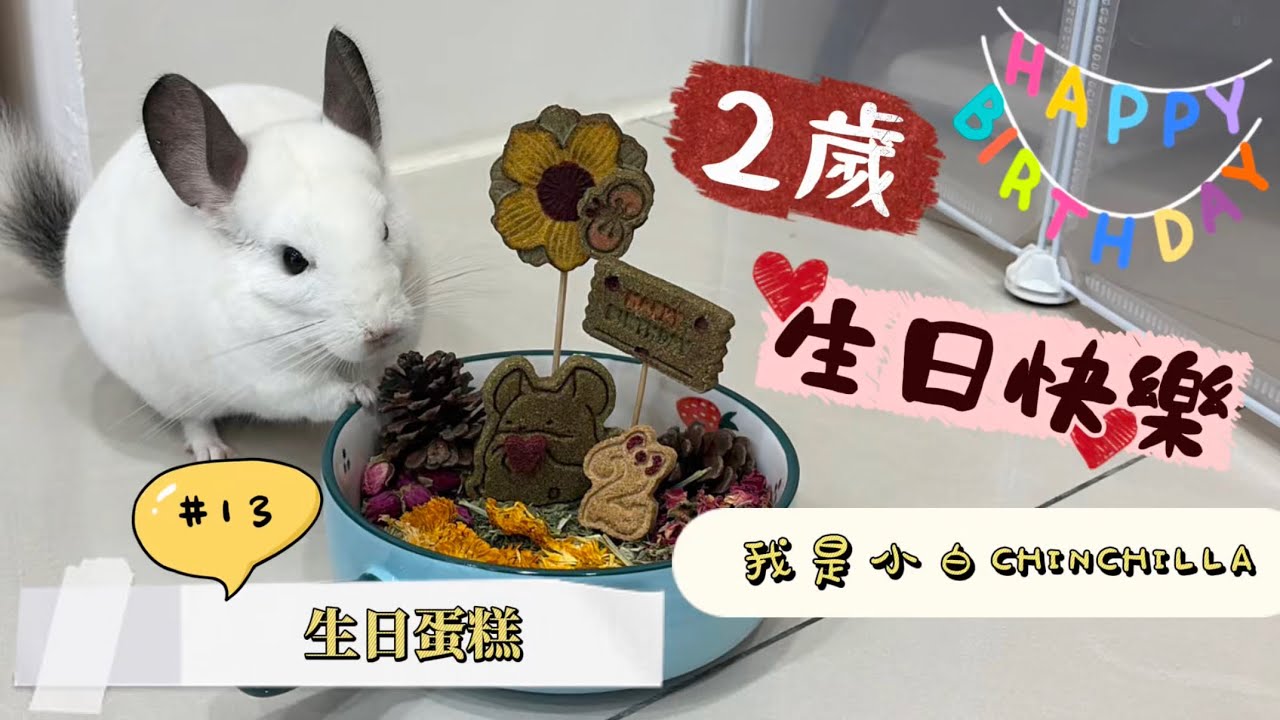 「小白」𝟏𝟑｜兩歲生日特別企劃/生日蛋糕開箱 #龍貓吃什麼