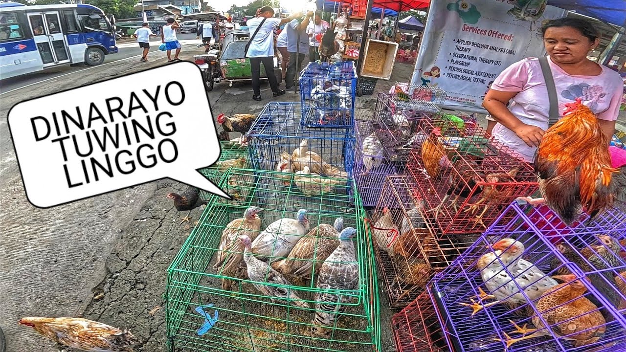 EKSENA SA GROTTO AUGUST 17, 2025 | PET TIANGGE