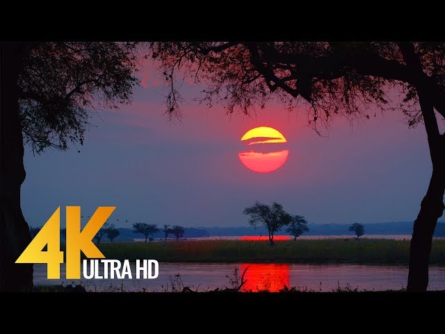 4K Wild Animals - Africa, Mana Pools National Park with Nature Sounds - 4 HRS class=