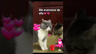 #gatos #michi#viral #short#me enamores quiero novia🐩