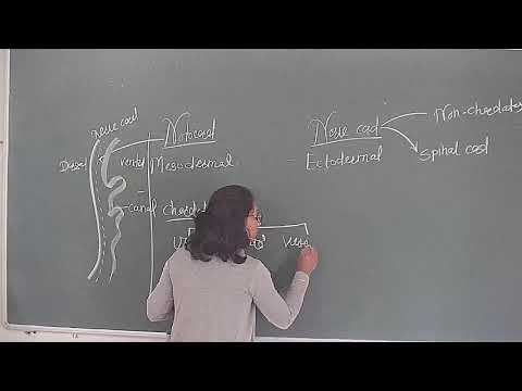 Lec 27 Class 11 Animal Kingdom Difference between Notocord And Nerve cord