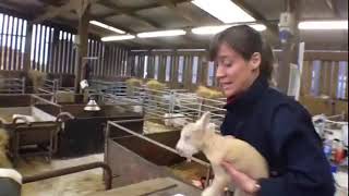 How To Check For Hypothermia In Newborn Lambs at FAI Farms