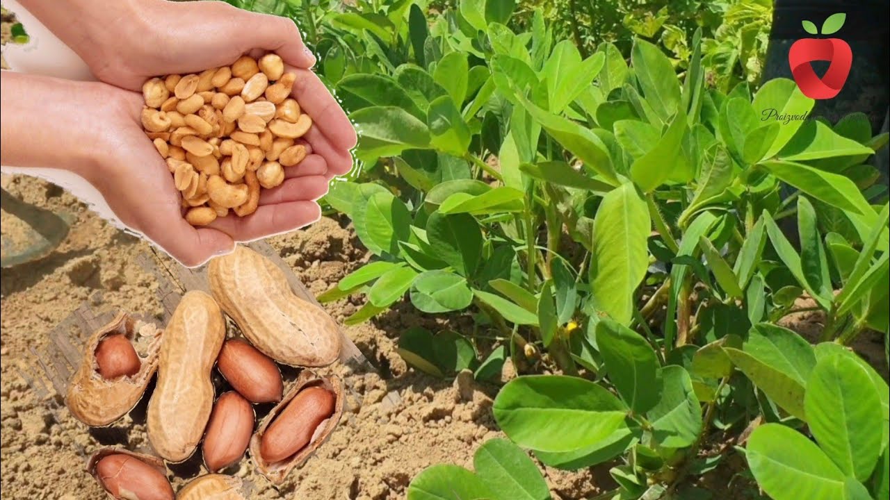 Как вырастить арахис в своем саду? Все, что Вам нужно знать!