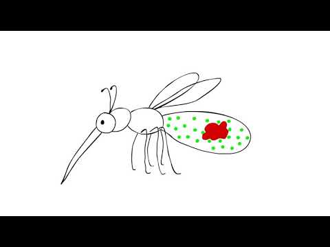Videó: Első Beszámoló A Természetes Wolbachia Fertőzésről A Malária Szúnyog Anopheles Arabiensis-ben Tanzániában