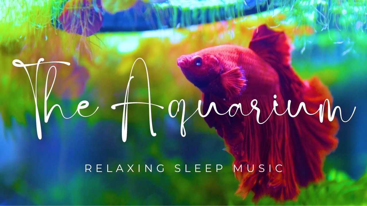 11 Hours of Relaxing Music for deep sleep, study, meditation with the