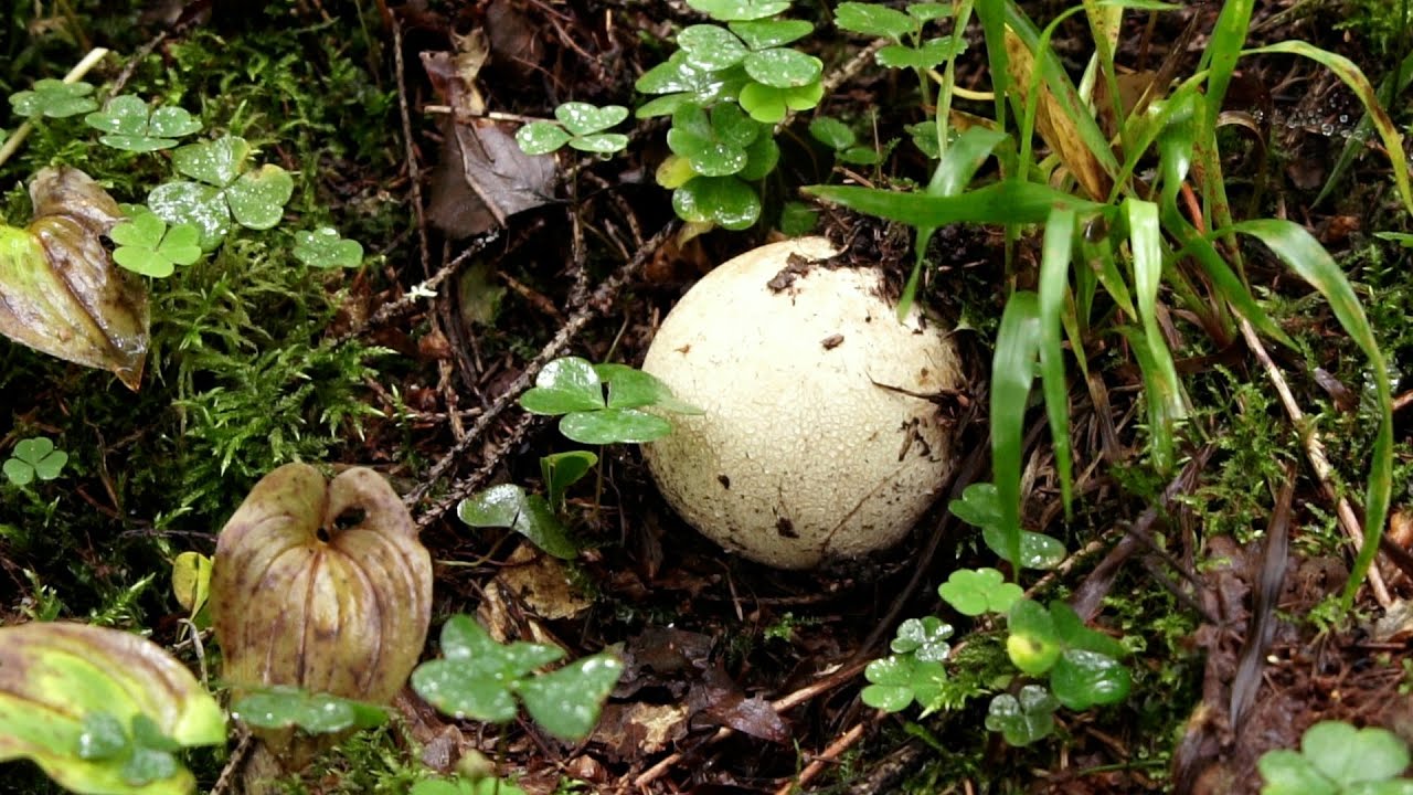 Kur un kāpēc jādodas meklēt leģendām apvītos zemestaukus?