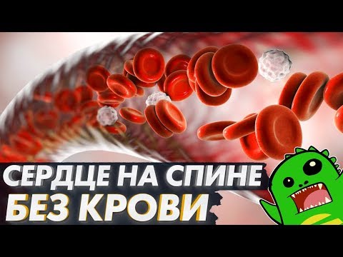 Сердце на спине, кровеносная система без крови и загоны эволюции