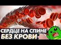 Сердце на спине, кровеносная система без крови и загоны эволюции