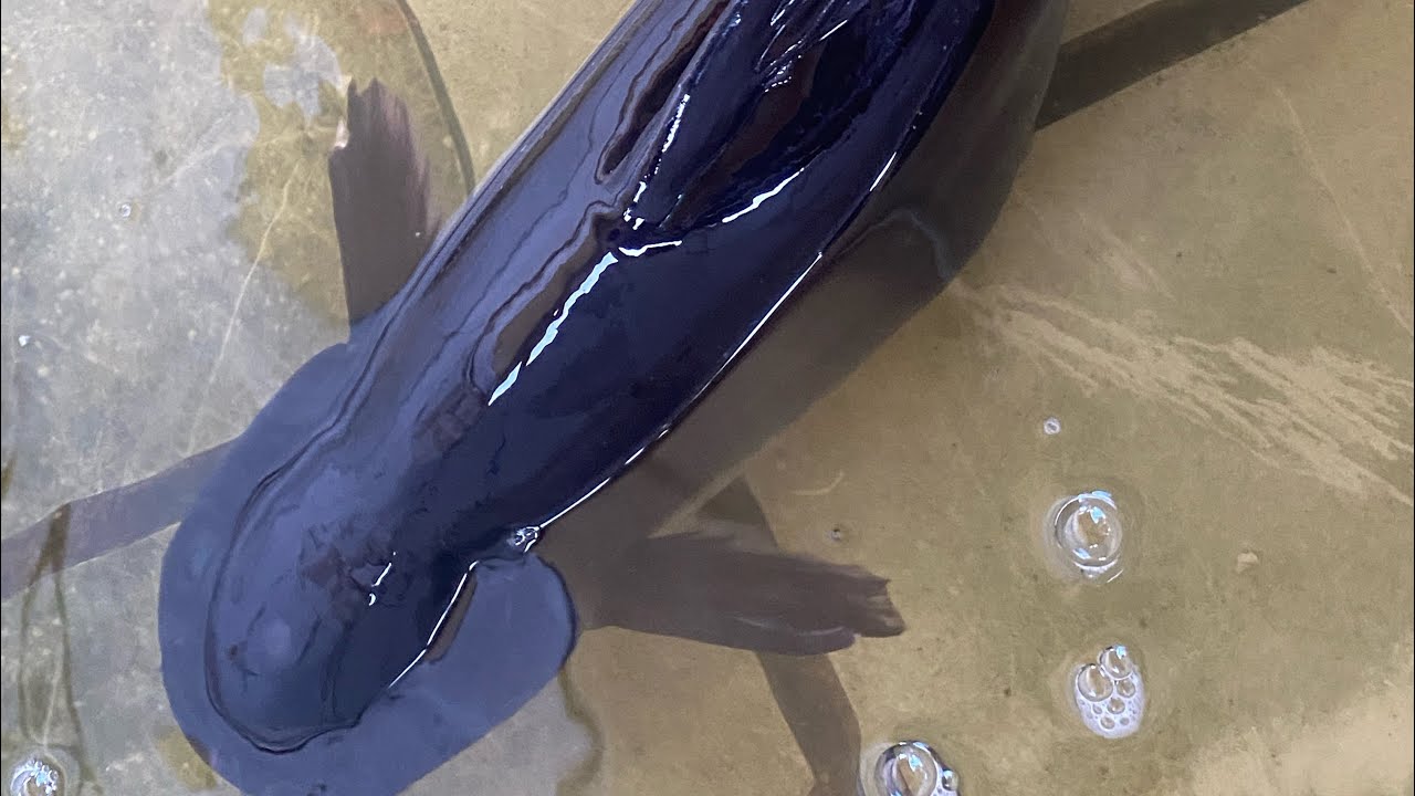 Iridescent Shark, Hi Utsuri Koi Fish, Assorted Goldfishes and Glow Tetra Fish