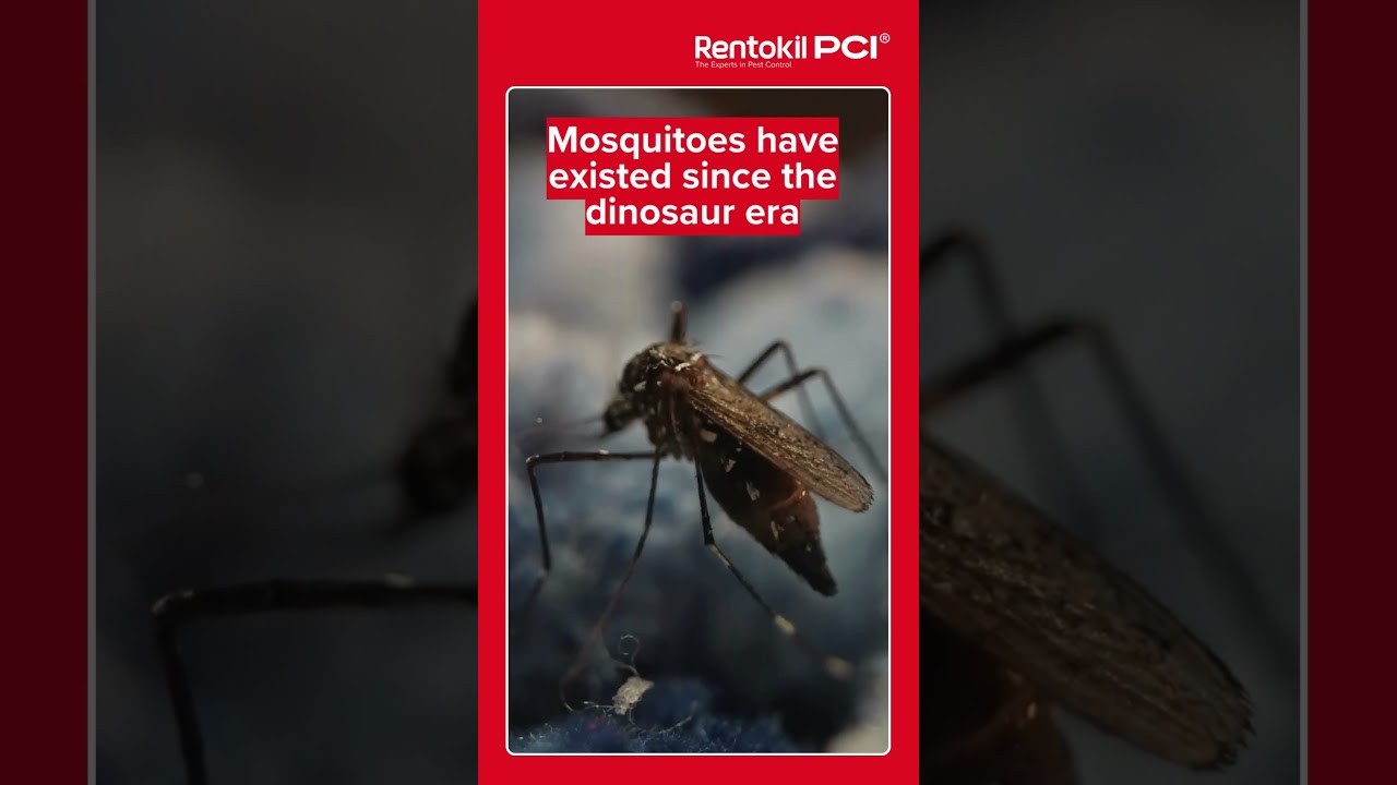 Mosquito Facts