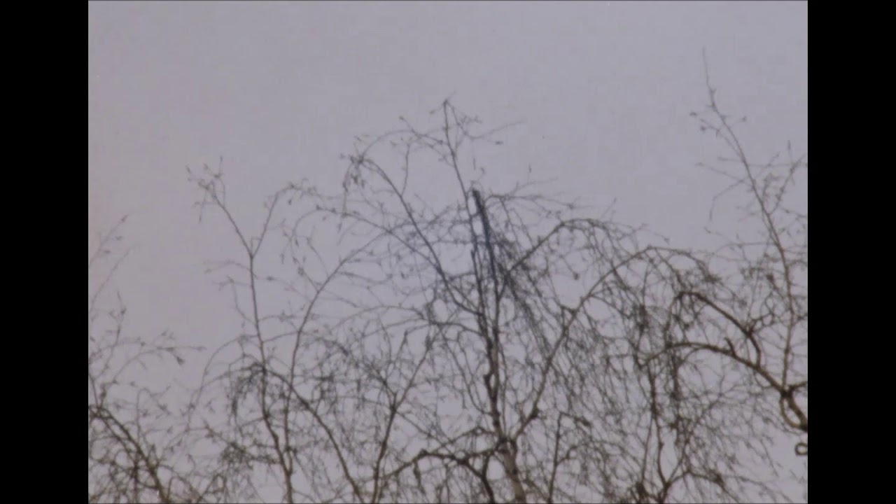 Nizo 481 Macro 1301962