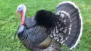 Komik Videolar Kemal Sunal